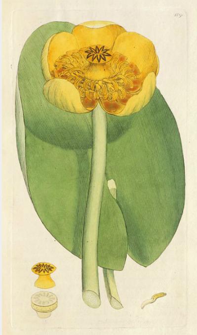 complete-fine-set-of-sowerby-s-english-botany