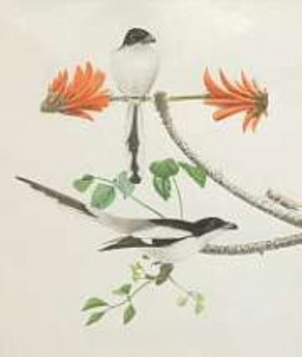 ptilopsis-leucotis-granti-of-natal