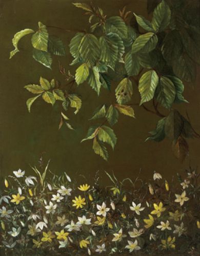 study-of-a-wood-anemone-and-beech-foliage