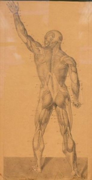 anatomical-studies