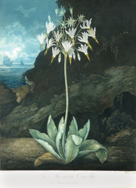 the-american-cowslip