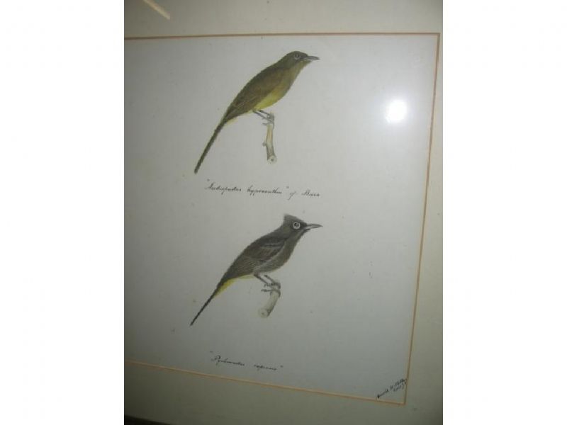 birds-of-south-africa