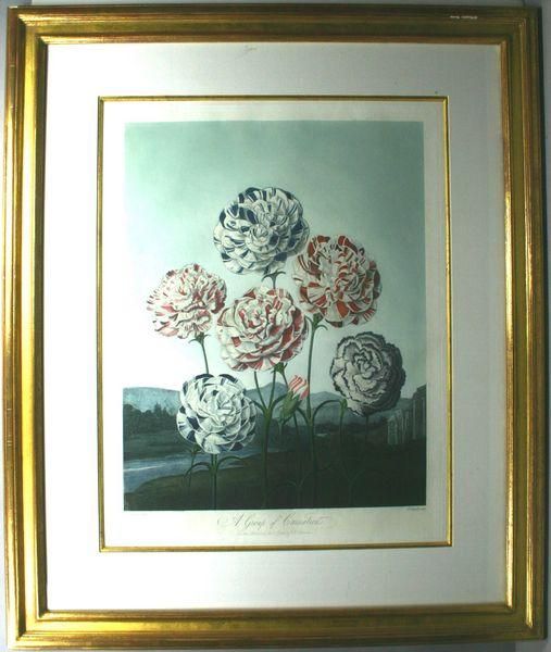 a-group-of-carnations