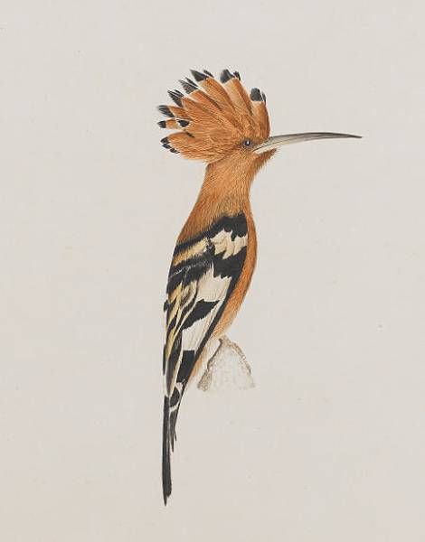 a-collection-of-twenty-five-studies-of-south-african-birds