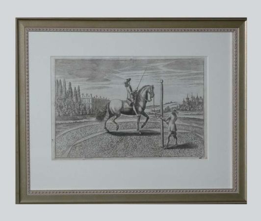 dressage-study