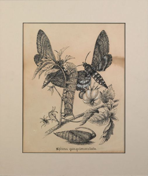 sphinx-quinquimacculata
