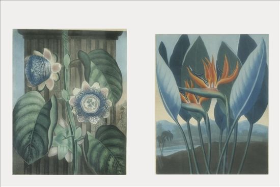 the-quadrangular-passion-flower-by-hopwood-from-temple-of-flora-by-thornton-1802
