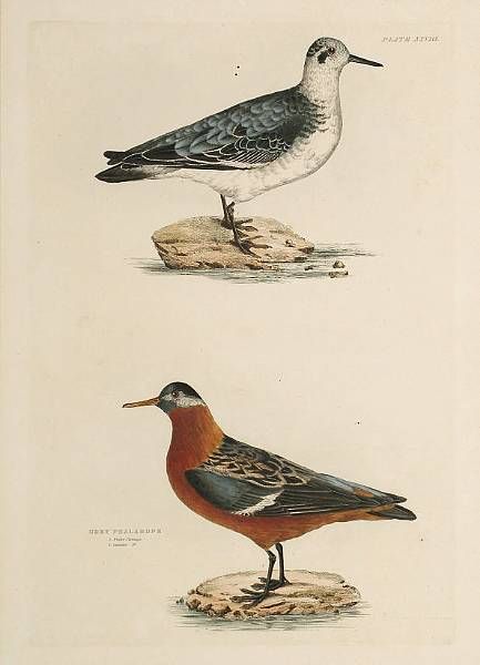 red-lobe-foot-grey-phalarope-winter-and-summer-plumage-sanderling-summer-plumage-winter-plumage-cream-coloured-swiftfo