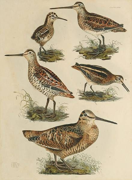 woodcock-solitary-snipe-common-snipe-young-od-do-jack-snipe