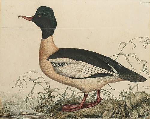 gooseander-male-red-breasted-merganser-gadwall-duck-male-common-wild-duck-male