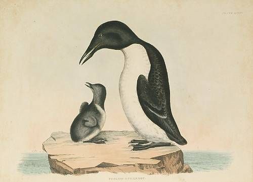 razor-bill-foolish-guillemot
