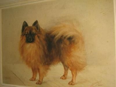 portrait-of-a-chow-dog