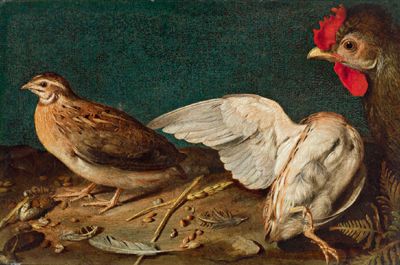 a-chicken-a-quail-and-another-bird-un-pollo-una-quaglia-e-un-altro-uccello
