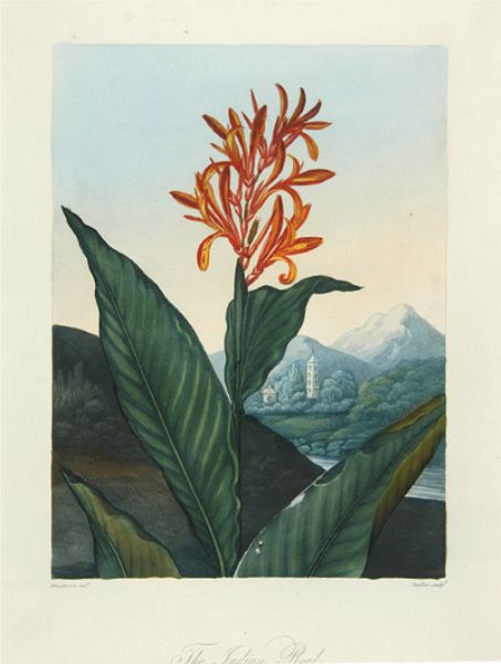 the-indian-reed