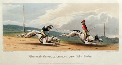 thorough-breds-running-for-the-derby