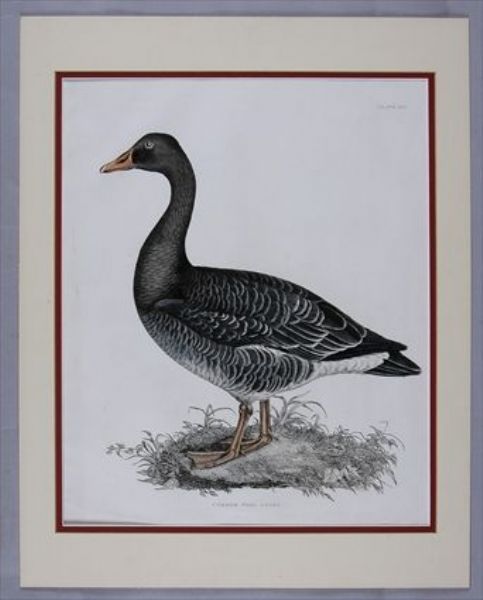 illustrations-of-british-ornithology