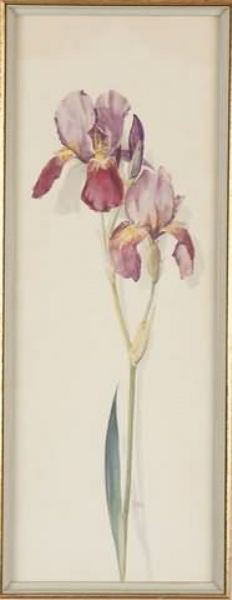 lavender-iris