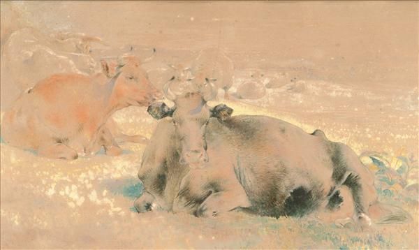 cattle-resting