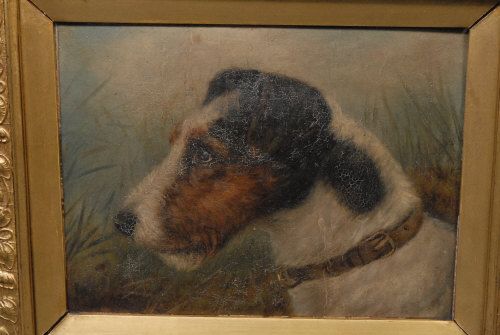 jack-russell