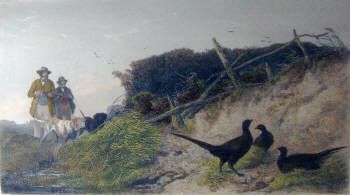 pheasant-and-duck