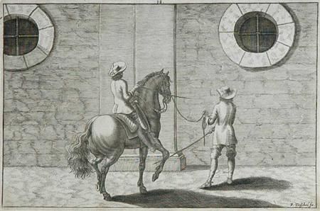 dressage-study