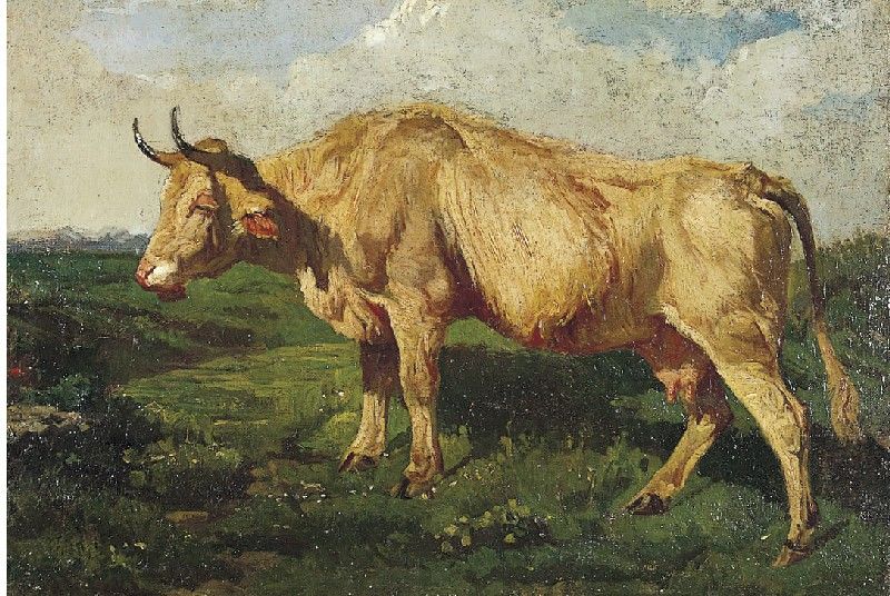 mucca-al-pascolo