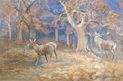 stags-in-a-wood