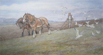 ploughing-scene-with-seagulls
