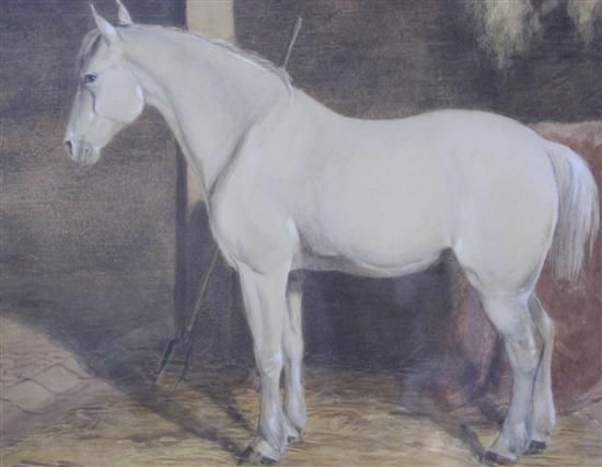 white-horse-in-a-stable