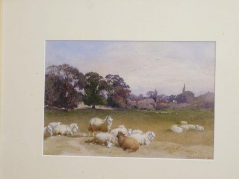 sheep-resting-in-a-meadow-with-distant-village-buildings-among-trees