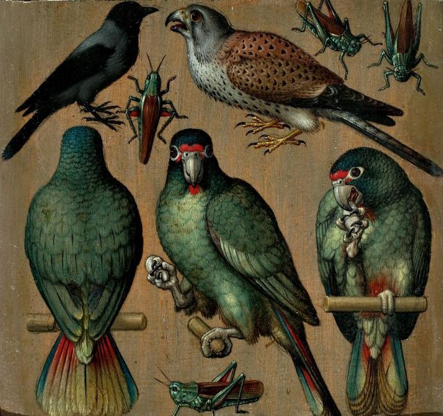 vogel-und-heuschrecken