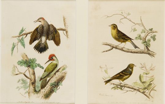 cuatro-grabados-coloreados-de-aves