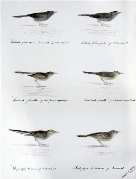 book-illustrations-of-transvaal-ornithology-cisticolas-eremomelas-spizocorys-and-crateropus