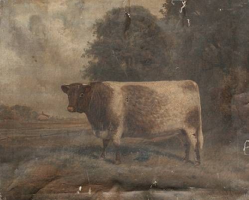a-shorthorn-bull-standing-before-a-farm