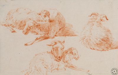 a-study-sheet-with-resting-sheep