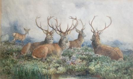 herd-of-elk-at-rest-by-a-lake