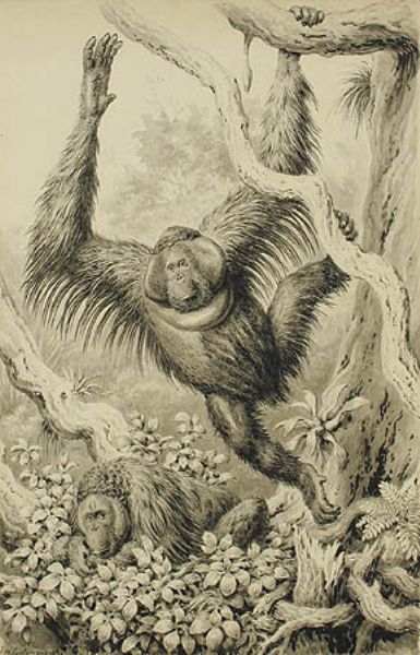 orang-utan-paar-1893