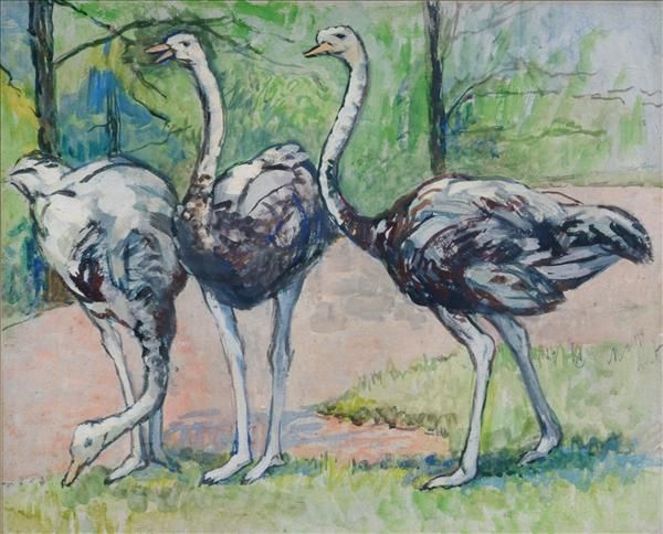 ostriches