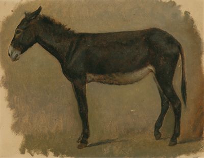 profile-study-of-a-donkey