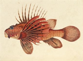 a-selection-of-the-most-remarkable-and-interesting-of-the-fishes-found-on-the-coast-of-ceylon