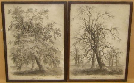 beech-summer-beech-winter
