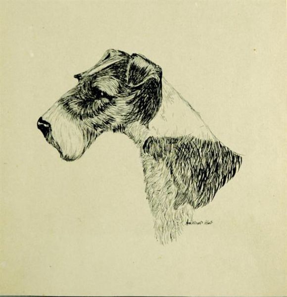 wirehair-fox-terrier