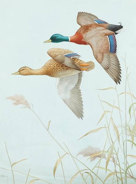 ducks-in-flight