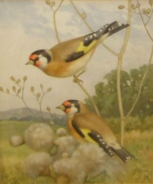 goldfinches-on-thistles