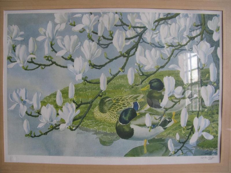 mallards-with-magnolia-blossom
