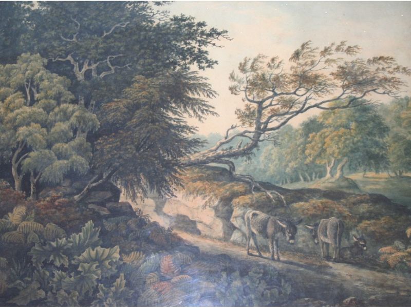 donkeys-on-a-wooded-path