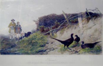 pheasant