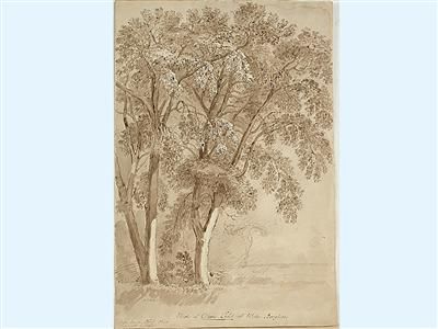 etude-af-olive-tree-uti-willa-borghese