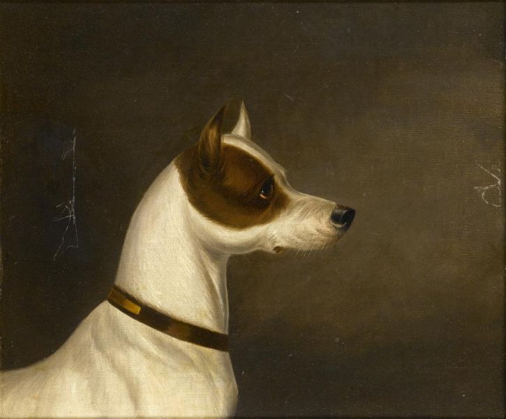 head-of-a-terrier