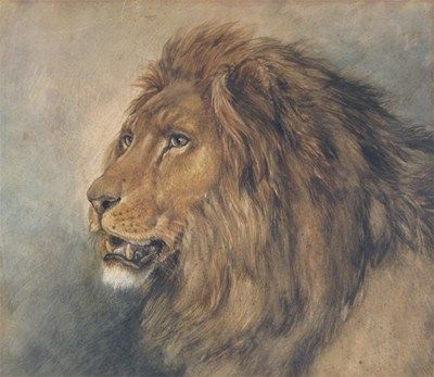 head-of-a-lion